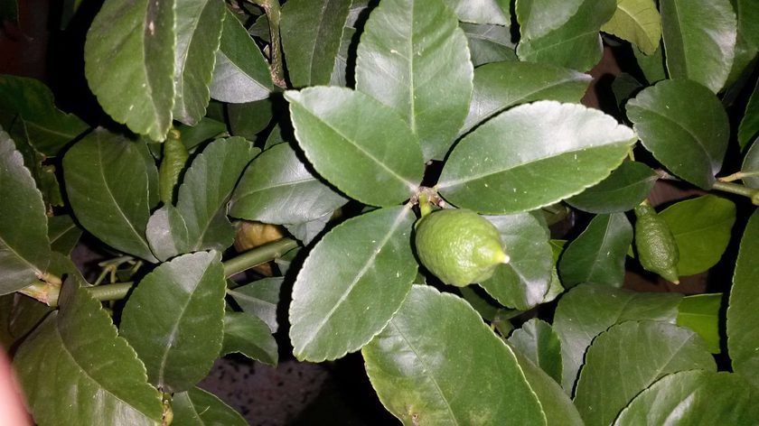 Growing lemons at the chalet